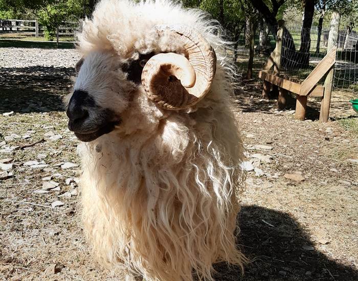Tonte des moutons