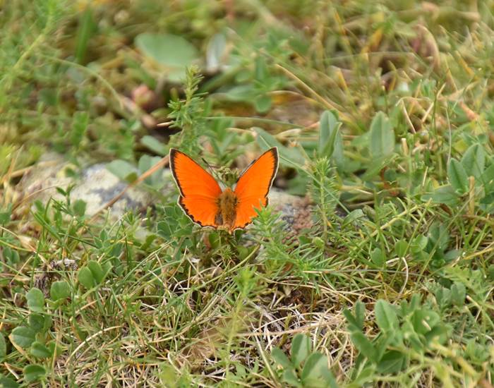 papillon-  annick gautier
