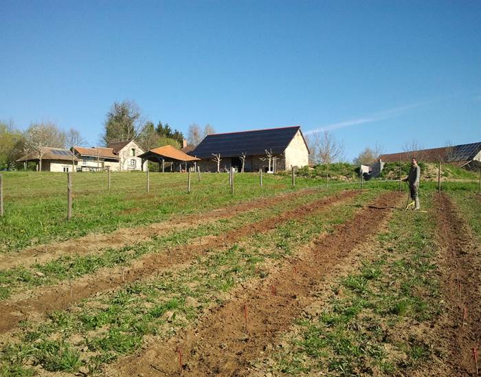 druiven planten