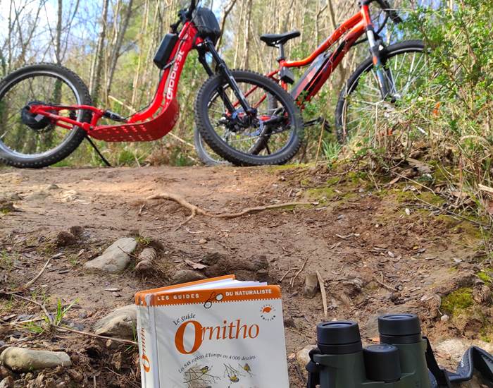 Trotinette électrique avec BigupCycling