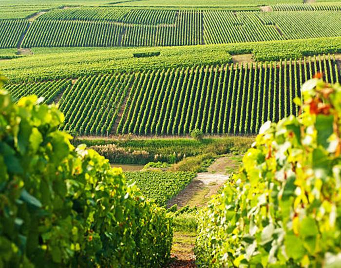 Le vignoble champenois-page