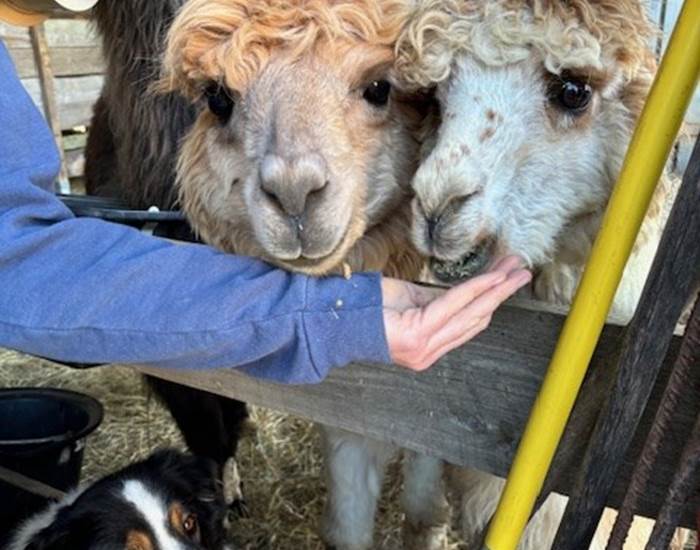 Médiation animale : Apaisement, mieux-être, estime de soi