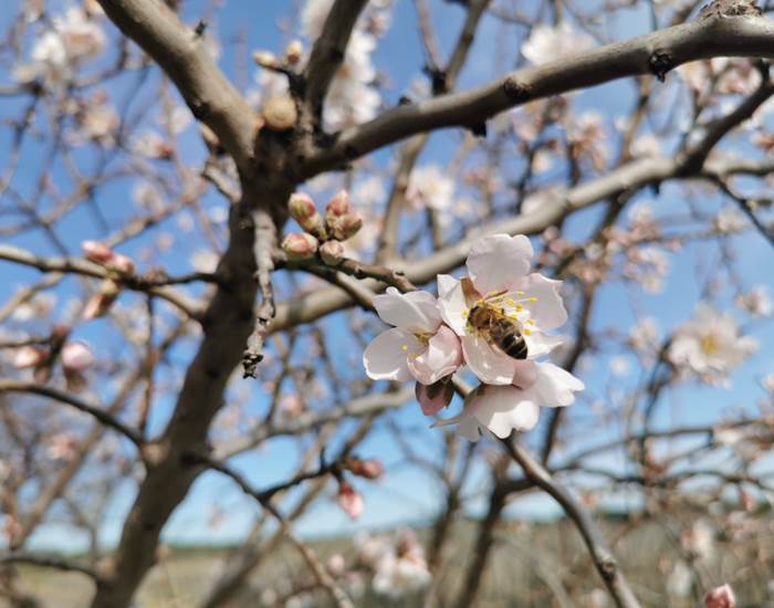 Les abeilles butinent avec enthousiasme