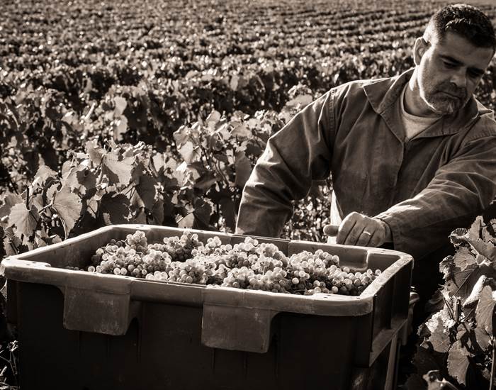 vendanges