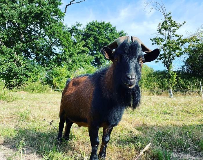 Nono Le Bouc