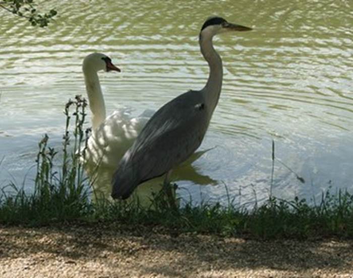 heron