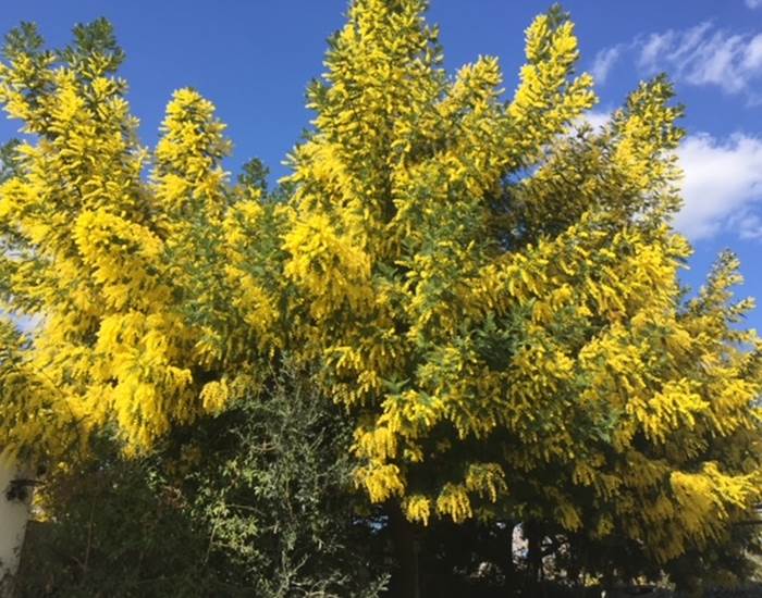 Mimosa en fleurs