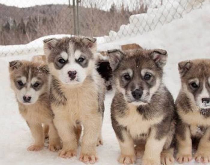 apprenti chien de traineaux