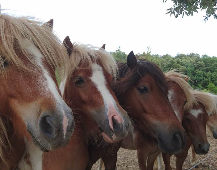 Les poneys Shetland