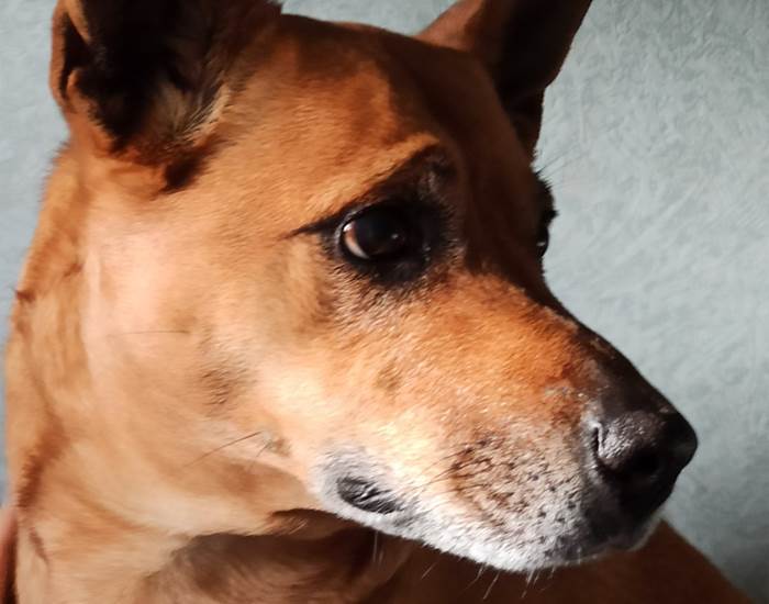 Isis, une fille de la famille