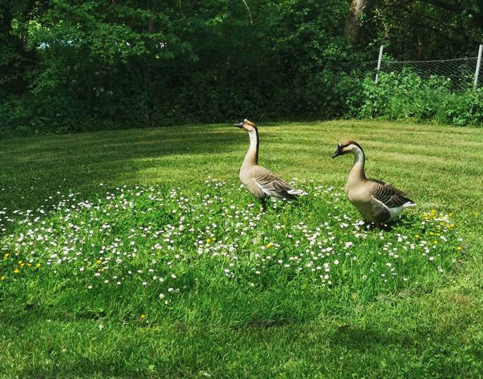 Lilo et Stitch, les gardiennes du camping