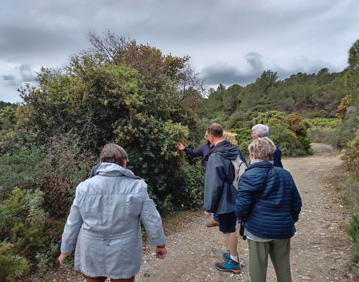 Découverte des plantes sauvages comestibles