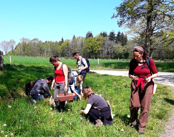 Sortie journée balade, cueillette et cuisine des plantes sauvages comestibles 05 Mai 2024