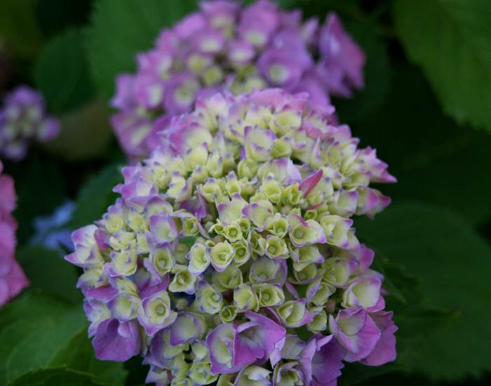 Hortensias