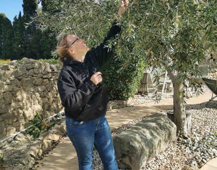 Le Coq du Nord - Mailhac récolte ses olives