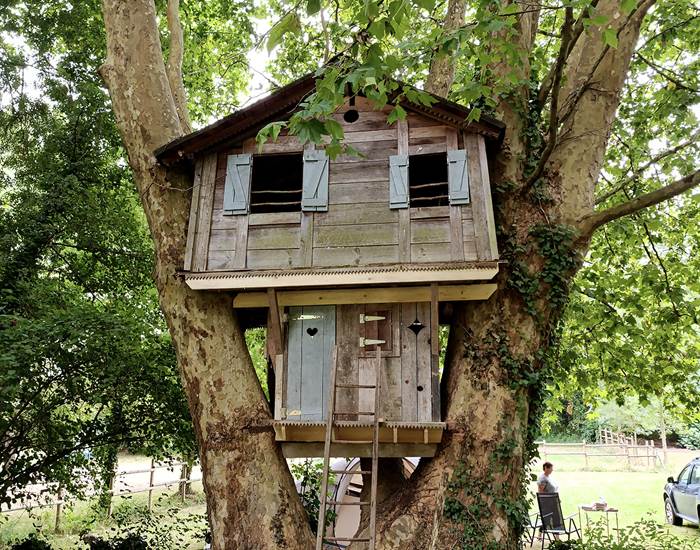 La cabane magique du grand platane