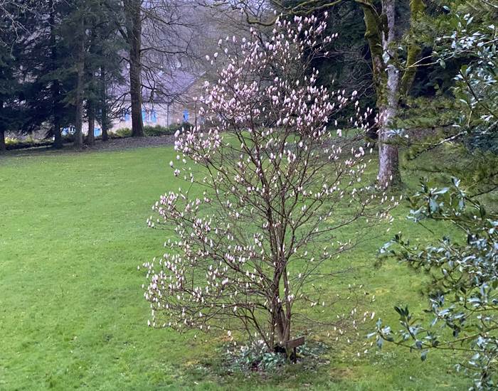 Magnolia blanc de la Manufacture