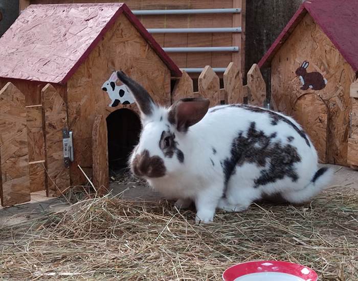 lapin_pinpin