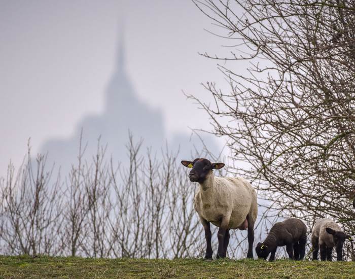 Les moutons du Mont Saint Michel