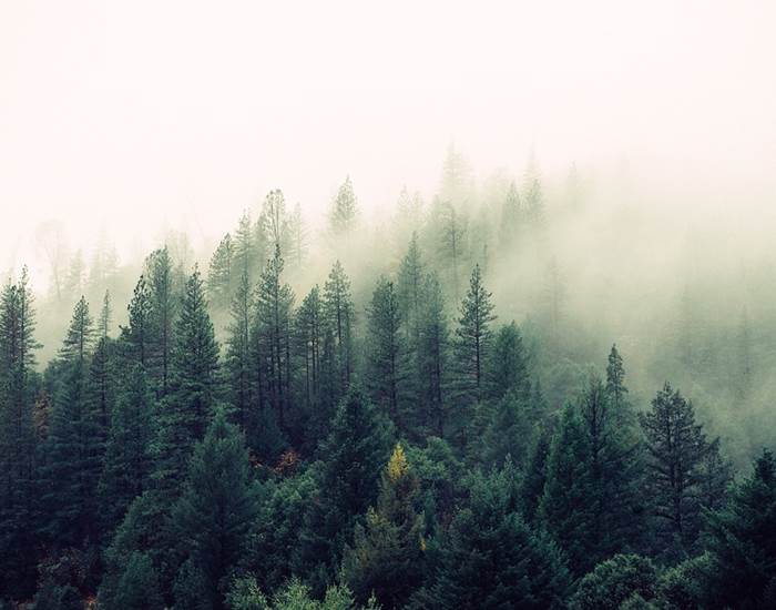 foret vosgienne