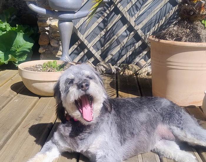 Vacances avec mon chien