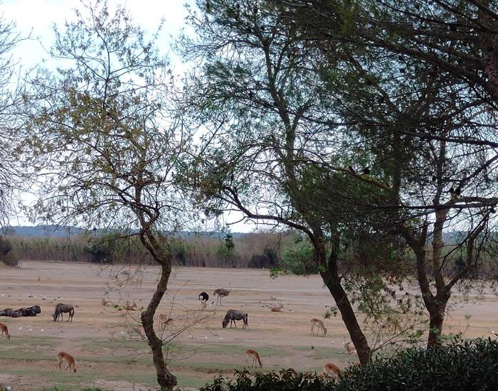 Réserve Africaine de Sigean