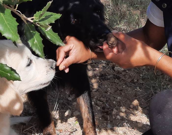 Découvert de la truffe "Mas D'antonin "