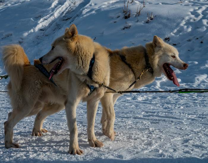 Huskys
