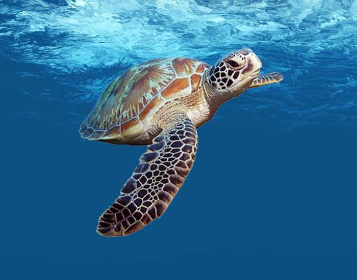 Action pour la biodiversité comptage des tortues marines