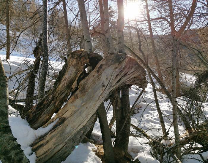 Couleurs d'hiver