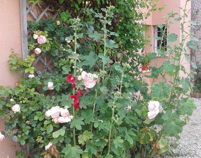 jardin
