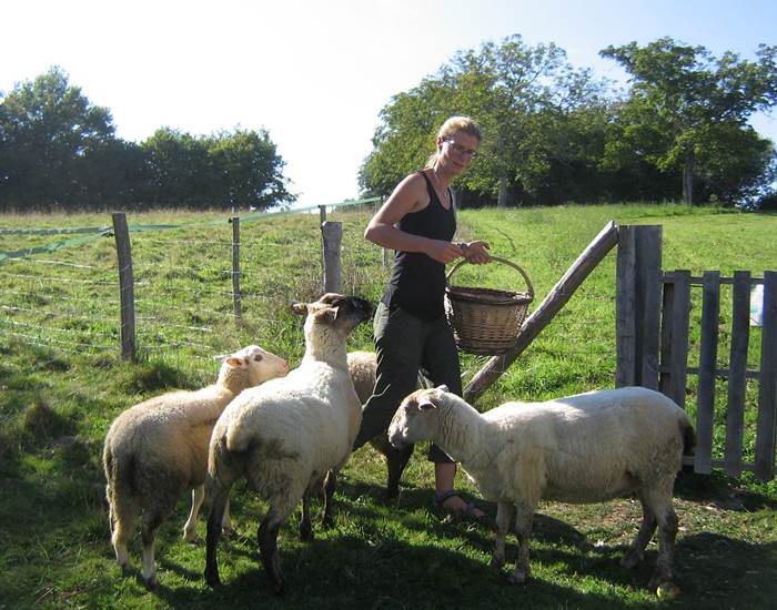 schapen madelinde