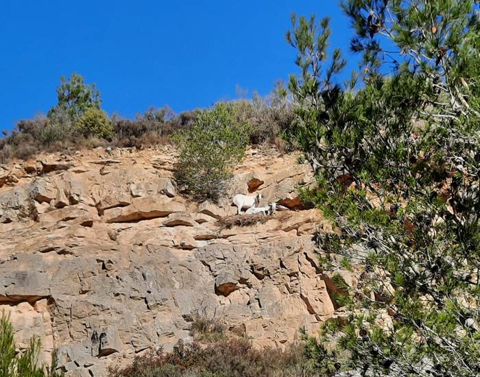 de belles rencontres lors de vos randonnées à Mailhac
