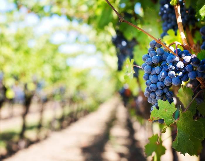 Vignobles