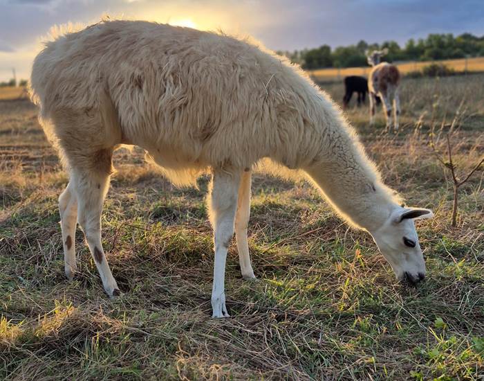Activité de plein air avec les lamas