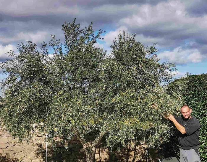 Le Coq du Nord - Mailhac récolte ses olives