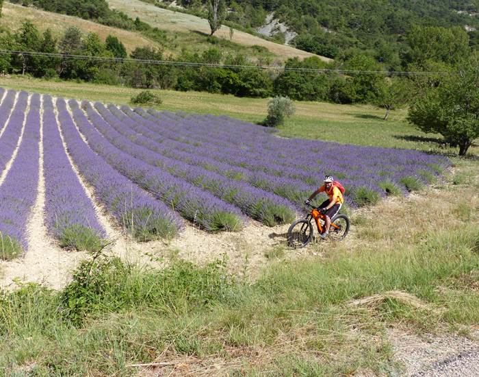 Auberge de 30 pas vélo et lavandes