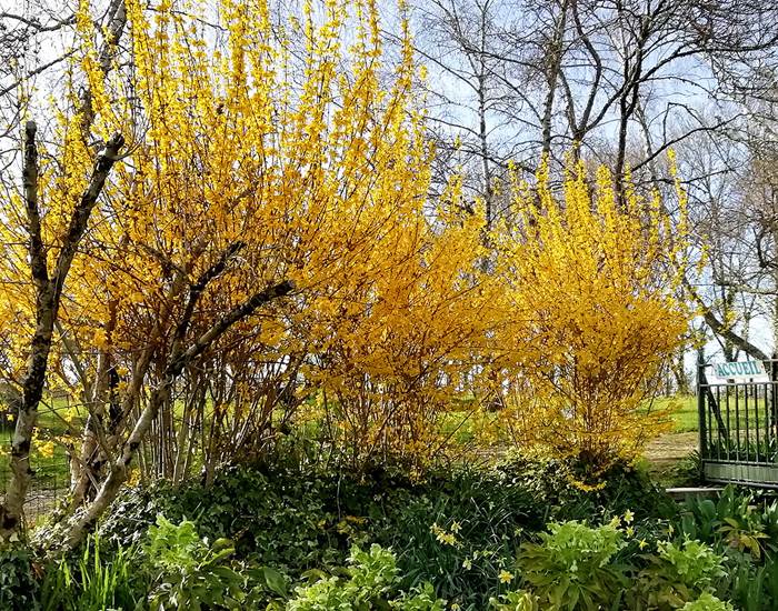 Les forsythias