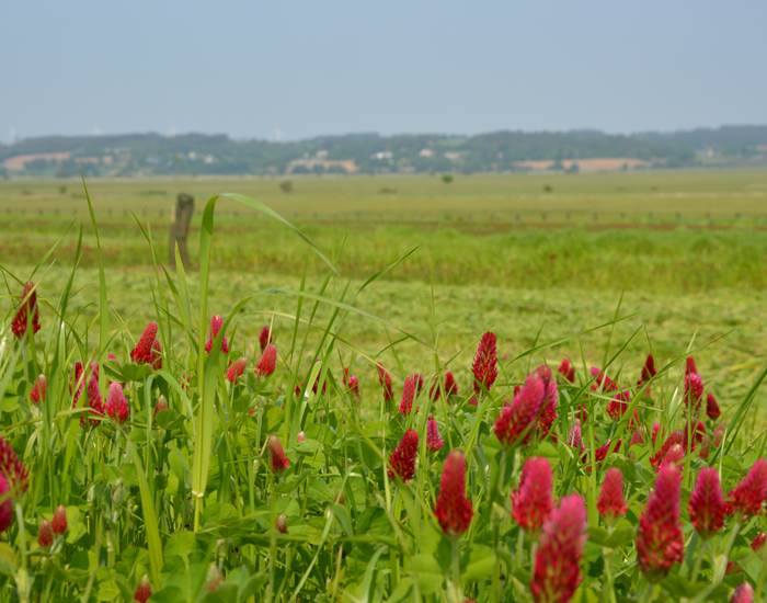 Au bords de Vilaine