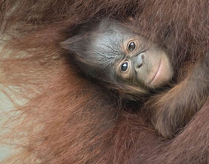 Raja le bébé ourang-outan