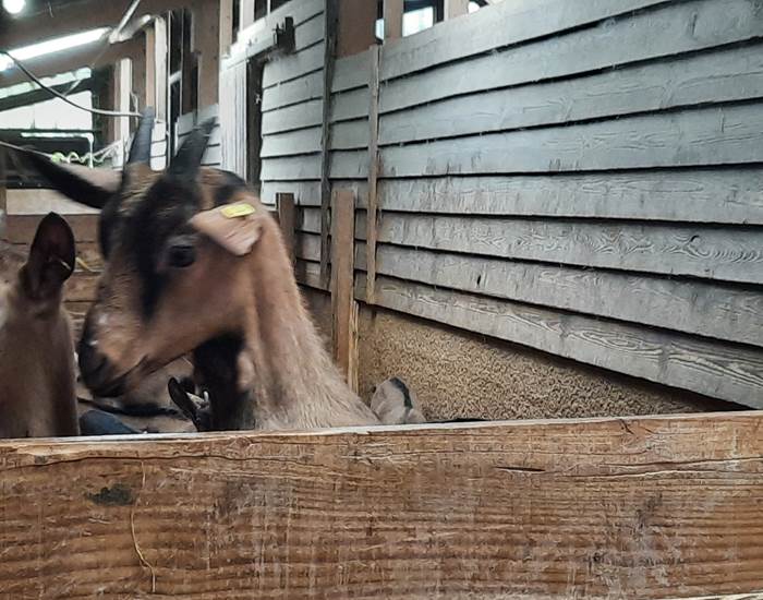 Chèvrerie Combebelle