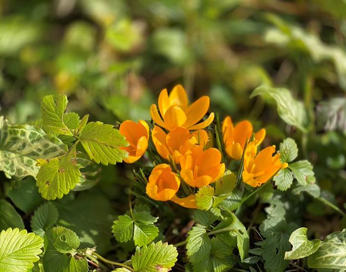 Premiers crocus en fleur