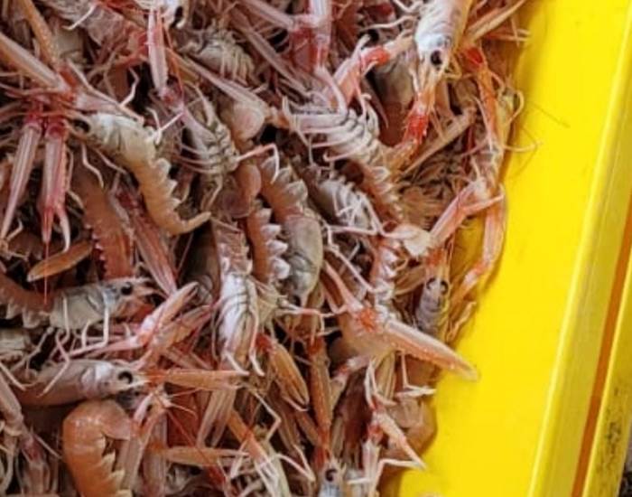 Langoustines vivantes Port du Bélon-page