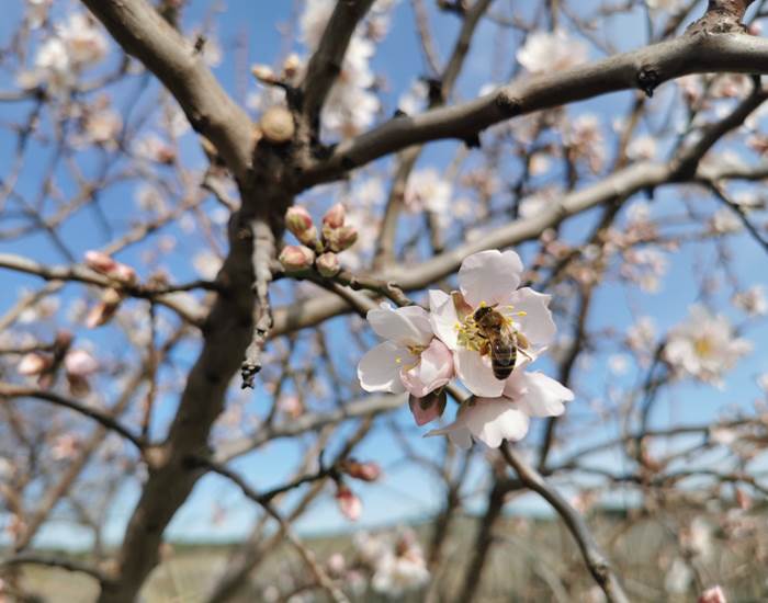 Les abeilles butinent avec enthousiasme