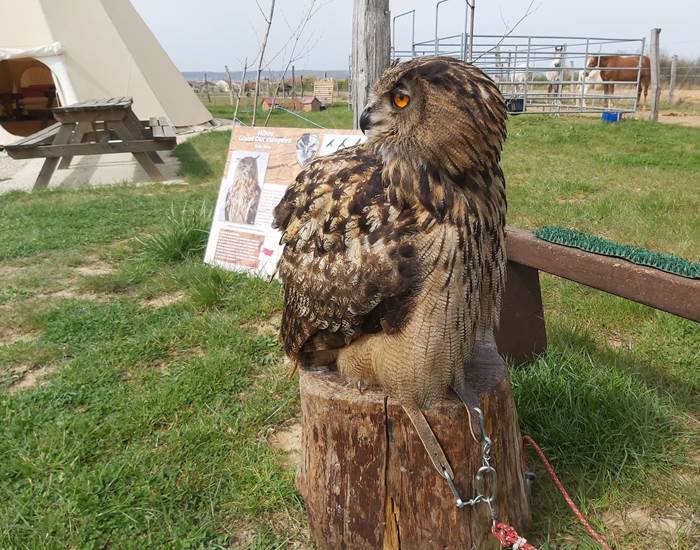 hibou_tipi