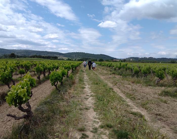 Balade dans les vignes de Mailhac