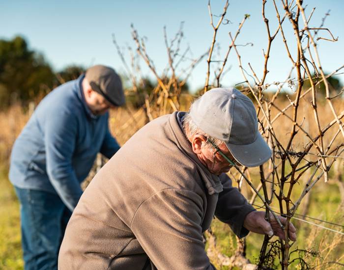 LA TAILLE DE LA VIGNE