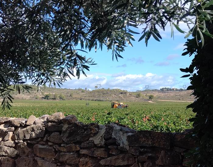 Vendanges vues de Le Coq du Nord Mailhac 🍇🍇🍇