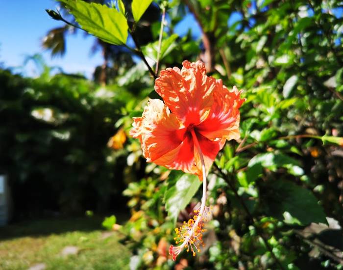 jardin-tropicale-gite-balisiers-sainte-anne-guadeloupe