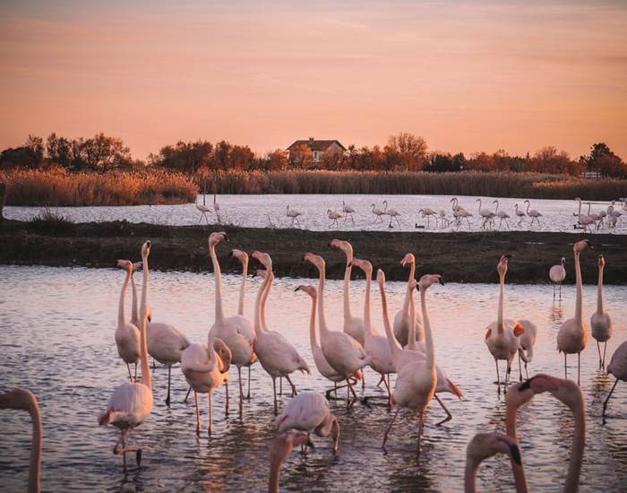 La-Camargue-Flamants-rose